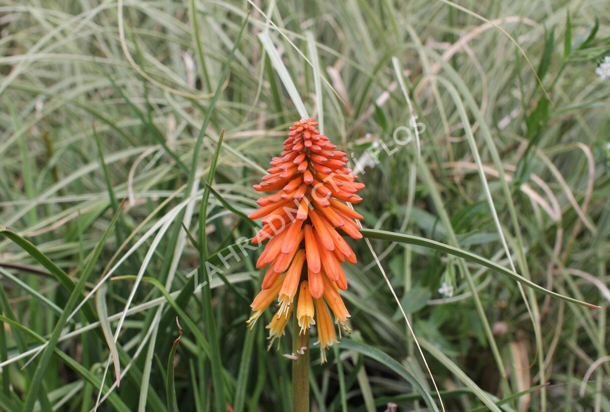 Kleopatřina jehla 'Royal Standard' - Kniphofia uvaria 'Royal Standard'
