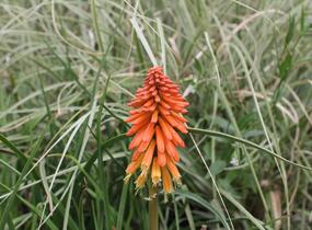 Kleopatřina jehla 'Royal Standard' - Kniphofia uvaria 'Royal Standard'