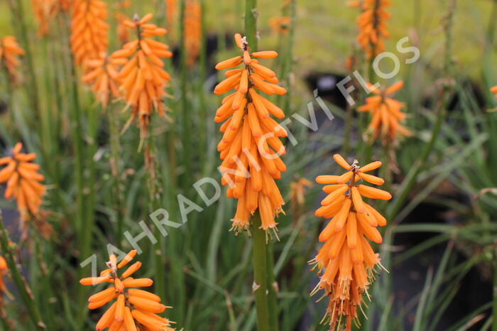 Kleopatřina jehla 'First Sunrise' - Kniphofia 'First Sunrise'