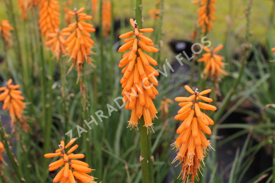 Kleopatřina jehla 'First Sunrise' - Kniphofia 'First Sunrise'