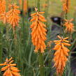 Kleopatřina jehla 'First Sunrise' - Kniphofia 'First Sunrise'