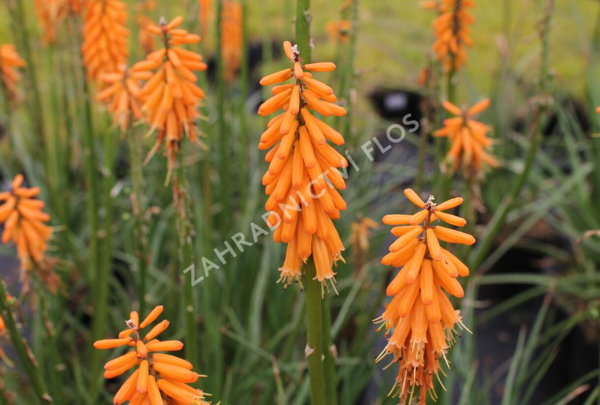 Kleopatřina jehla 'First Sunrise' - Kniphofia 'First Sunrise'