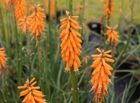 Kleopatřina jehla 'First Sunrise' - Kniphofia 'First Sunrise'