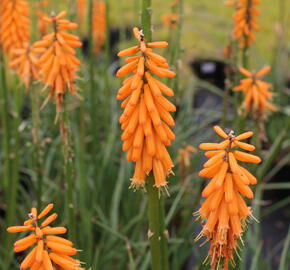 Kleopatřina jehla 'First Sunrise' - Kniphofia 'First Sunrise'