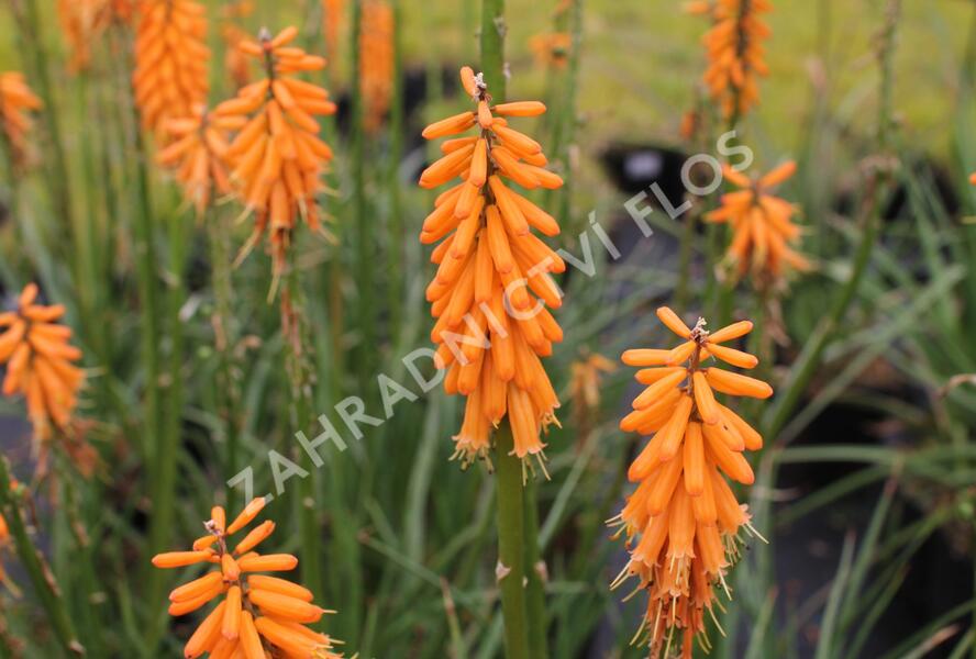 Kleopatřina jehla 'First Sunrise' - Kniphofia 'First Sunrise'