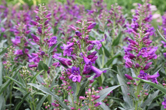 Dračík vousatý 'Pristine Lila Purple' - Penstemon barbatus 'Pristine Lila Purple'