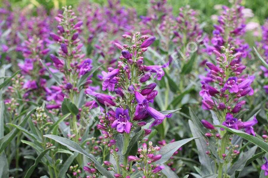 Dračík vousatý 'Pristine Lila Purple' - Penstemon barbatus 'Pristine Lila Purple'