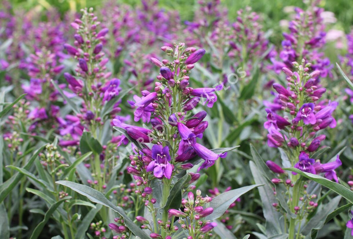 Dračík vousatý 'Pristine Lila Purple' - Penstemon barbatus 'Pristine Lila Purple'