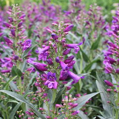 Dračík vousatý 'Pristine Lila Purple' - Penstemon barbatus 'Pristine Lila Purple'