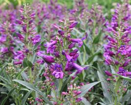 Dračík vousatý 'Pristine Lila Purple'