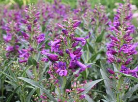Dračík vousatý 'Pristine Lila Purple' - Penstemon barbatus 'Pristine Lila Purple'