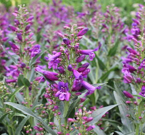 Dračík vousatý 'Pristine Lila Purple' - Penstemon barbatus 'Pristine Lila Purple'