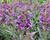Dračík vousatý 'Pristine Lila Purple'