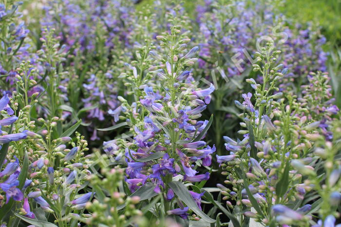 Dračík vousatý 'Pristine Blue' - Penstemon barbatus 'Pristine Blue'