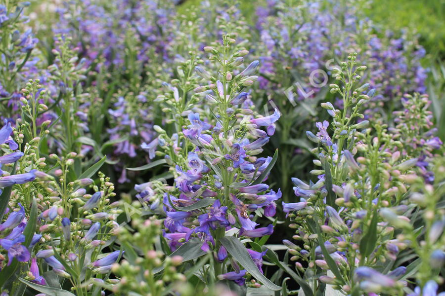 Dračík vousatý 'Pristine Blue' - Penstemon barbatus 'Pristine Blue'