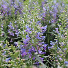 Dračík vousatý 'Pristine Blue' - Penstemon barbatus 'Pristine Blue'