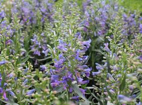 Dračík vousatý 'Pristine Blue' - Penstemon barbatus 'Pristine Blue'