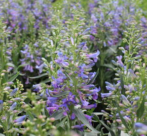 Dračík vousatý 'Pristine Blue' - Penstemon barbatus 'Pristine Blue'