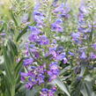 Dračík vousatý 'Pristine Blue' - Penstemon barbatus 'Pristine Blue'