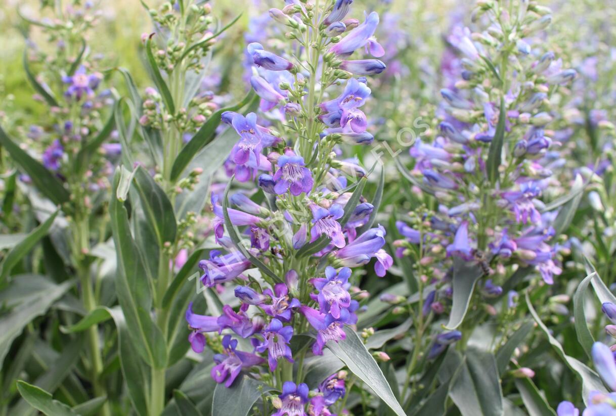Dračík vousatý 'Pristine Blue' - Penstemon barbatus 'Pristine Blue'