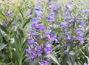 Dračík vousatý 'Pristine Blue' - Penstemon barbatus 'Pristine Blue'