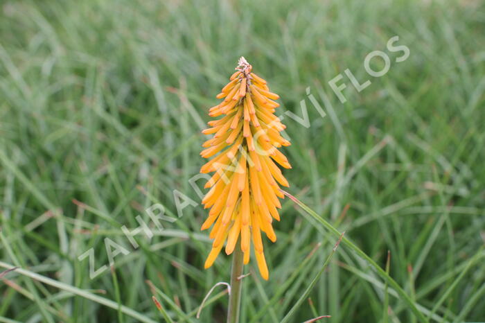 Kleopatřina jehla 'Popsicle Mango' - Kniphofia uvaria 'Popsicle Mango'