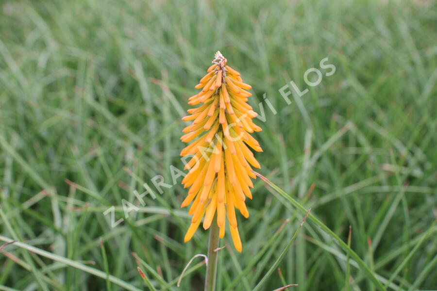 Kleopatřina jehla 'Popsicle Mango' - Kniphofia uvaria 'Popsicle Mango'