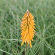 Kleopatřina jehla 'Popsicle Mango' - Kniphofia uvaria 'Popsicle Mango'