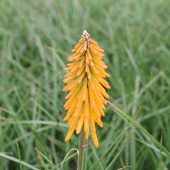 Kleopatřina jehla 'Popsicle Mango' - Kniphofia uvaria 'Popsicle Mango'