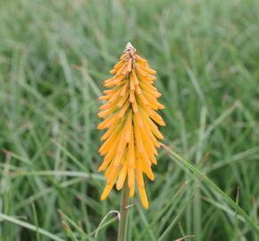 Kleopatřina jehla 'Mango Popsicle' - Kniphofia 'Mango Popsicle'®