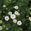 Kopretina (Řimbaba) parthenium 'Tetra White' - Chrysanthemum parthenium 'Tetra White'
