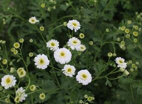 Řimbaba obecná 'Tetra White' - Chrysanthemum parthenium 'Tetra White'