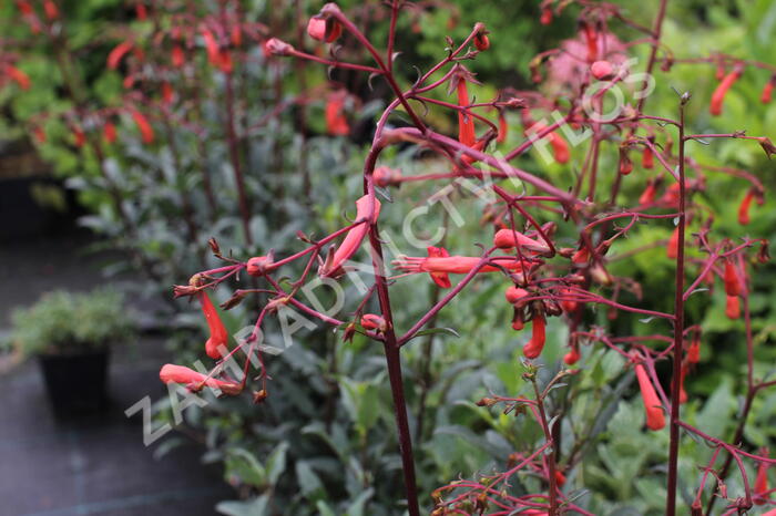 Kapská fuchsie 'Cherry Ripe' - Phygelius aequalis 'Cherry Ripe'