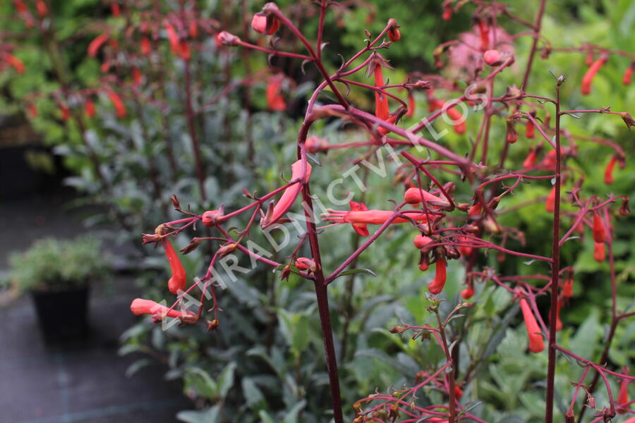 Kapská fuchsie 'Cherry Ripe' - Phygelius aequalis 'Cherry Ripe'