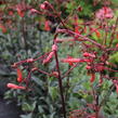 Kapská fuchsie 'Cherry Ripe' - Phygelius aequalis 'Cherry Ripe'