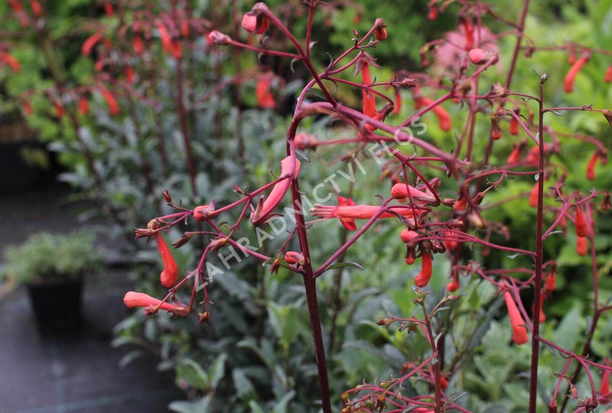 Kapská fuchsie 'Cherry Ripe' - Phygelius aequalis 'Cherry Ripe'