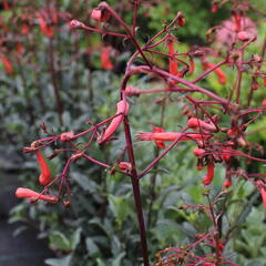 Kapská fuchsie 'Cherry Ripe' - Phygelius aequalis 'Cherry Ripe'