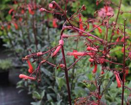 Kapská fuchsie 'Cherry Ripe'