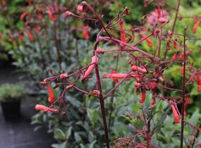 Kapská fuchsie 'Cherry Ripe' - Phygelius aequalis 'Cherry Ripe'