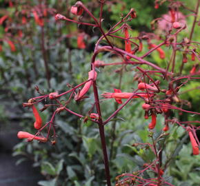 Kapská fuchsie 'Cherry Ripe' - Phygelius aequalis 'Cherry Ripe'