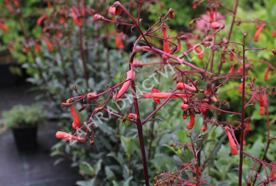 Kapská fuchsie 'Cherry Ripe' - Phygelius aequalis 'Cherry Ripe'