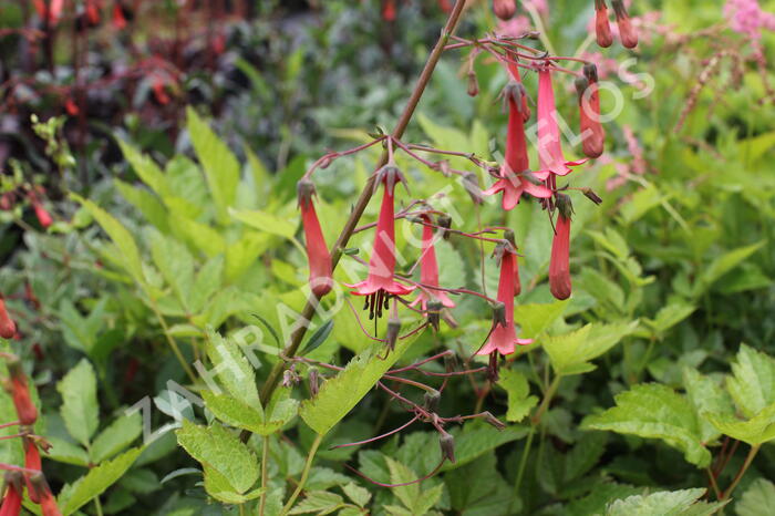 Kapská fuchsie 'African Queen' - Phygelius x rectus 'African Queen'