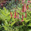 Kapská fuchsie 'African Queen' - Phygelius x rectus 'African Queen'