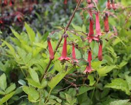 Kapská fuchsie 'African Queen'