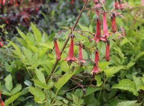 Kapská fuchsie 'African Queen' - Phygelius x rectus 'African Queen'