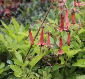 Kapská fuchsie 'African Queen' - Phygelius x rectus 'African Queen'