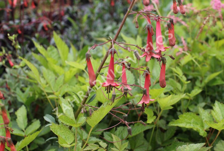 Kapská fuchsie 'African Queen' - Phygelius x rectus 'African Queen'