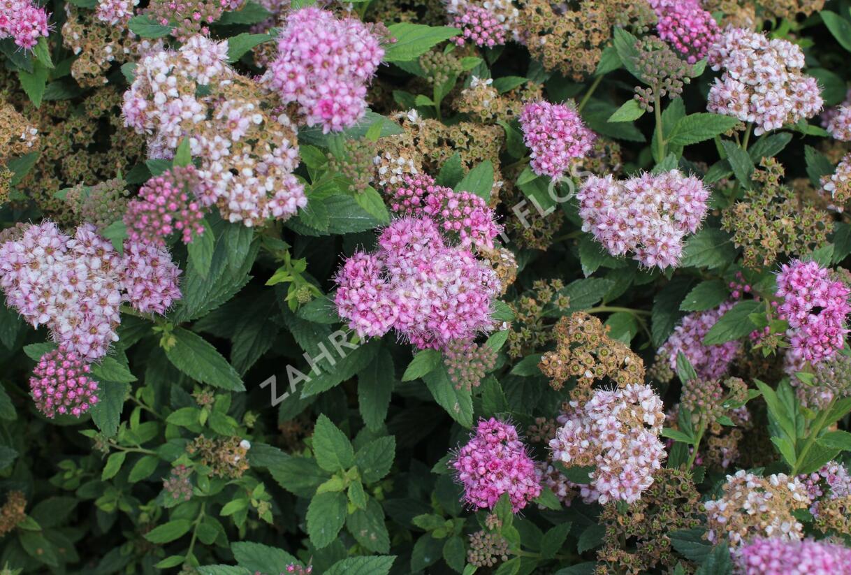 Tavolník japonský 'Fenna' - Spiraea japonica 'Fenna'