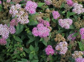Tavolník japonský 'Fenna' - Spiraea japonica 'Fenna'