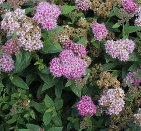 Tavolník japonský 'Fenna' - Spiraea japonica 'Fenna'